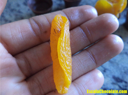 miolinho da flor de damasco